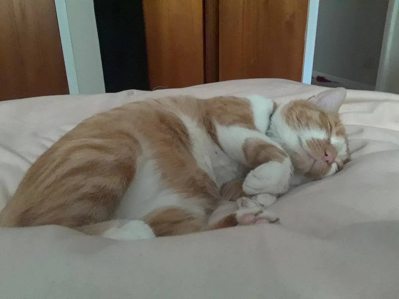 Lost cat in Pleasant Grove, AL, 35127