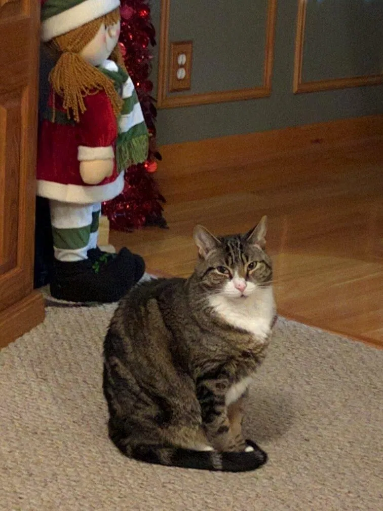Lost cat in Niagara Falls, NY, 14304