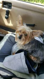 Lost dog in Rogersville, MO, 65742
