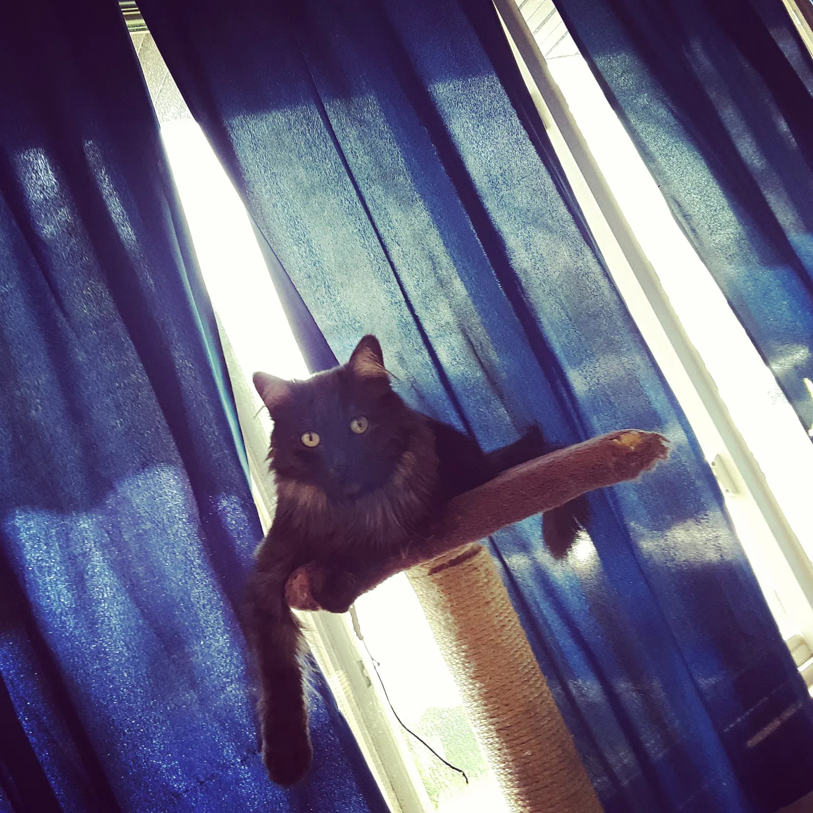 Lost cat in Cheyenne, WY, 82001