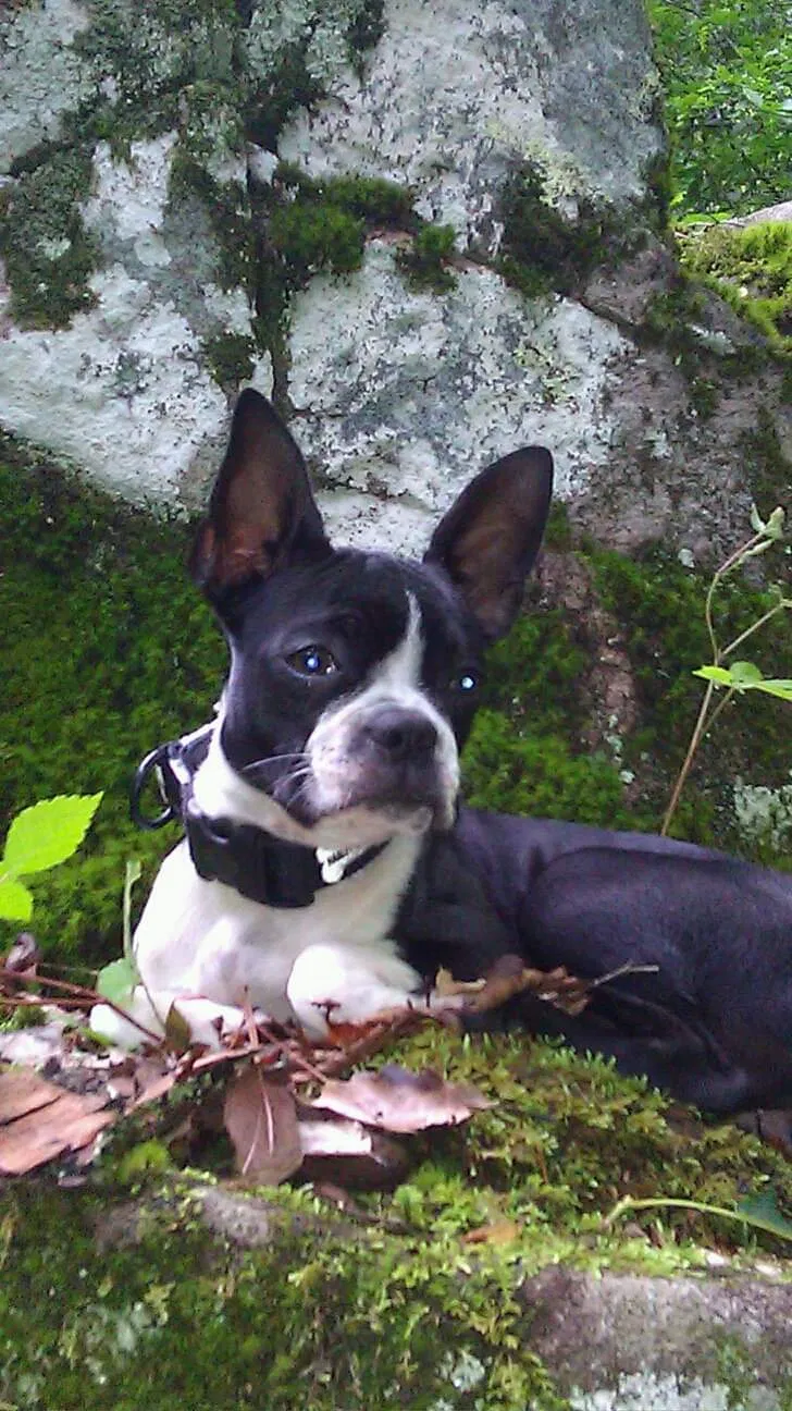 Lost dog in Johnson City, TN, 37601