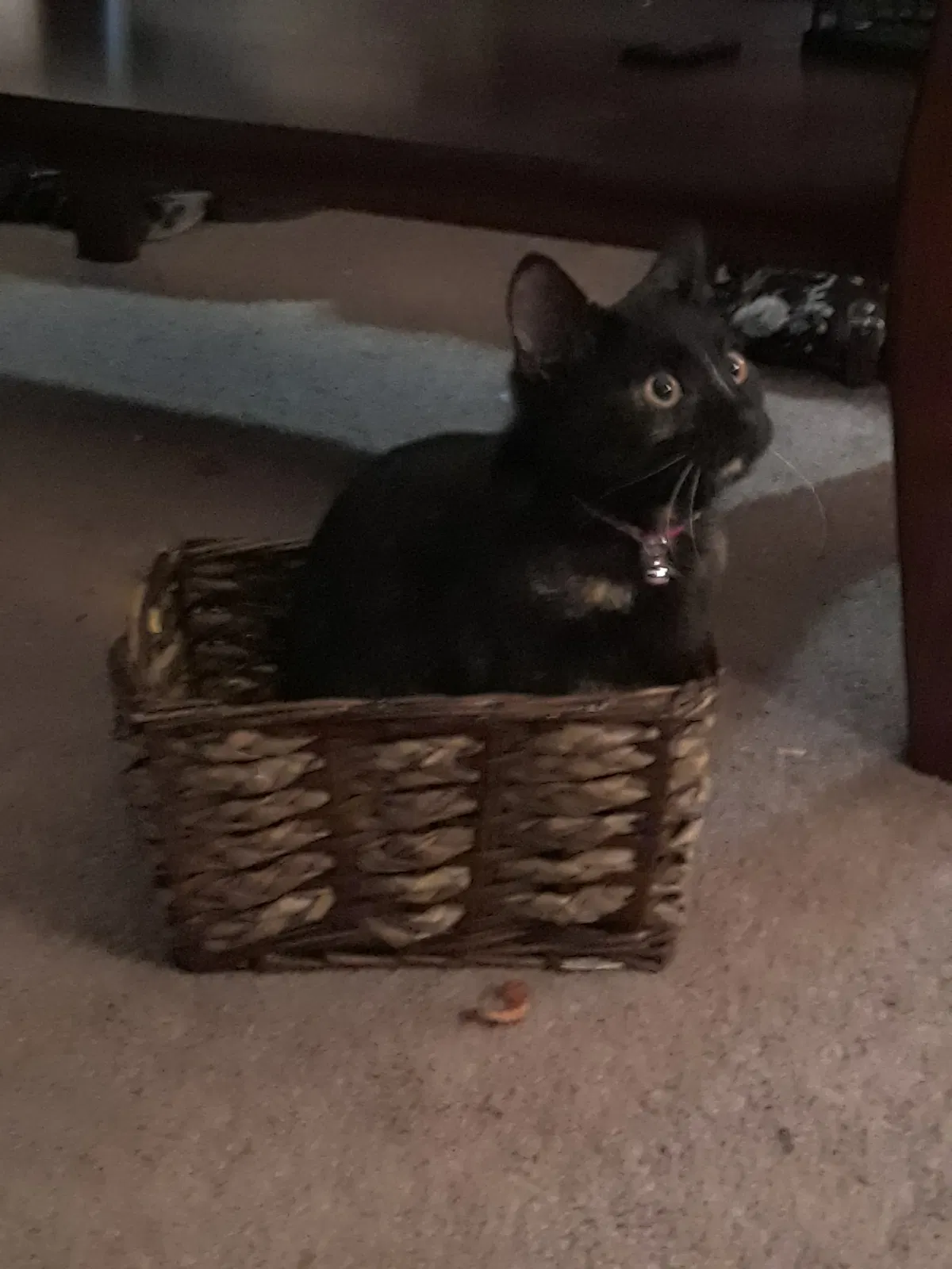 Lost cat in Boyertown, PA, 19512