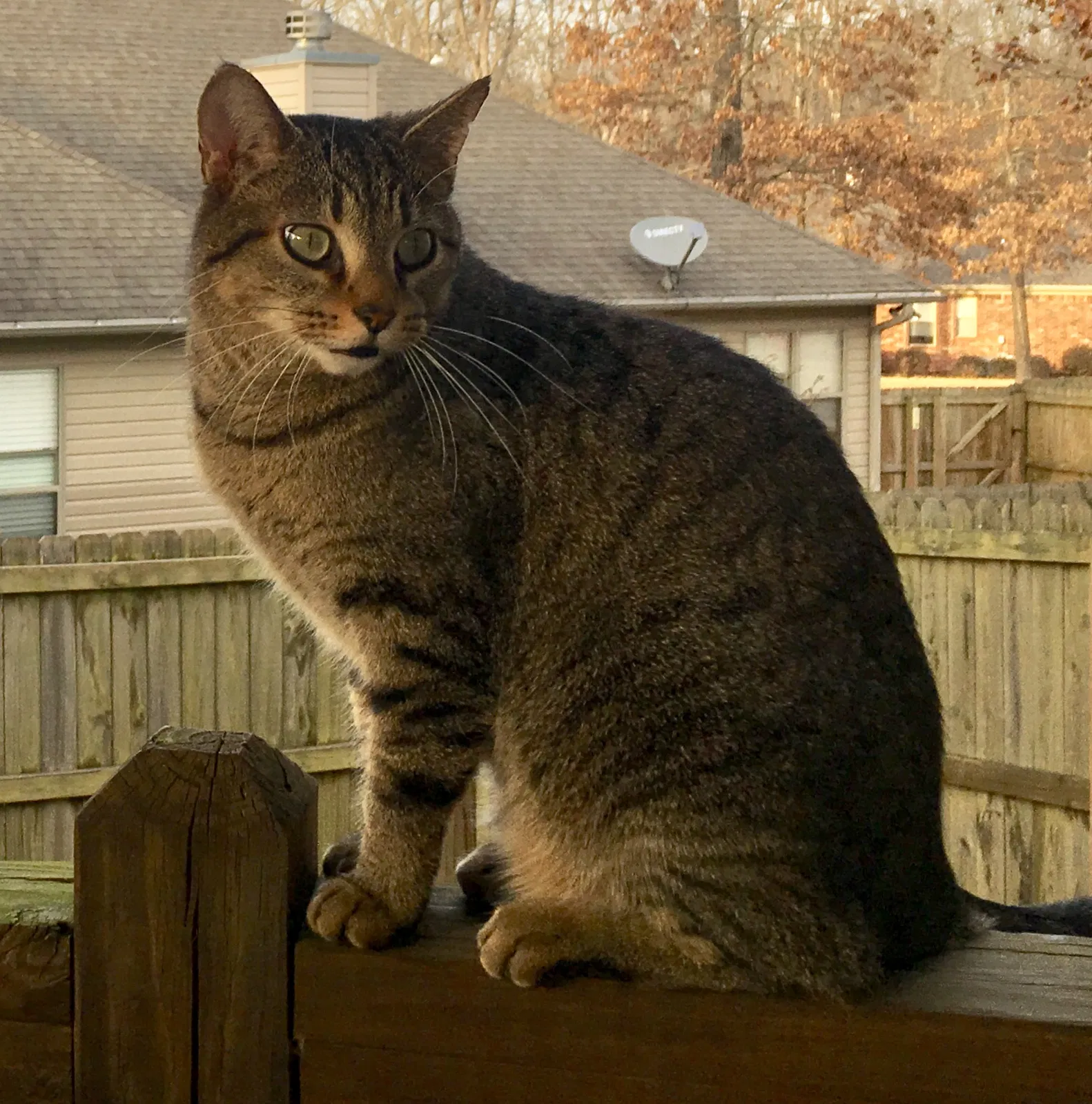 Lost cat in Sherwood, AR, 72120