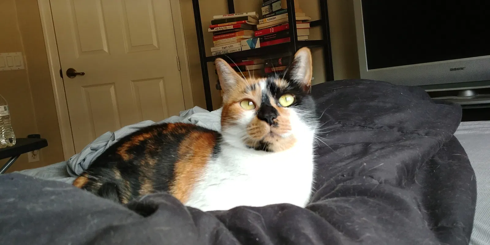 Lost cat in San Antonio, TX, 78247