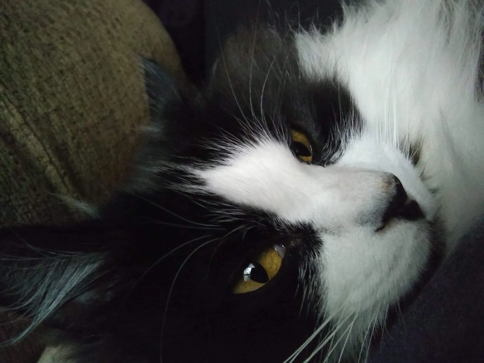 Lost cat in Fresno, CA, 93710
