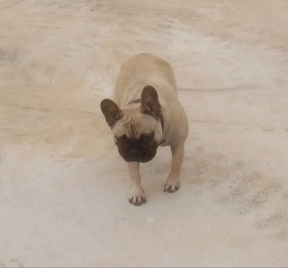 Lost dog in Rock Hill, SC, 29730