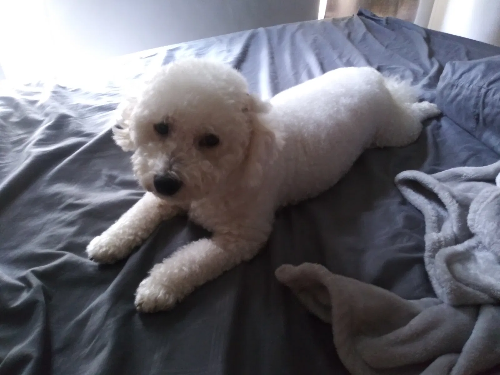 Lost dog in Kissimmee, FL, 34746
