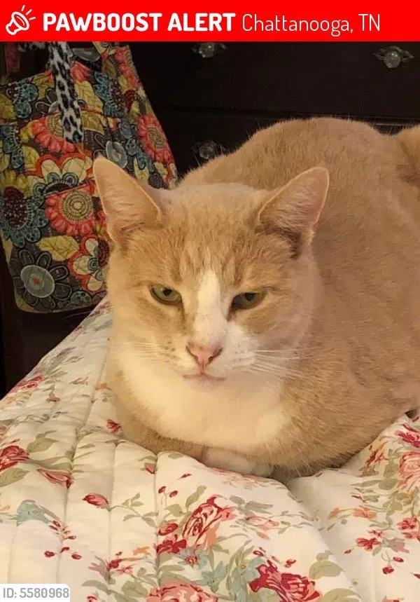 Lost cat in Harrison, TN, 37341