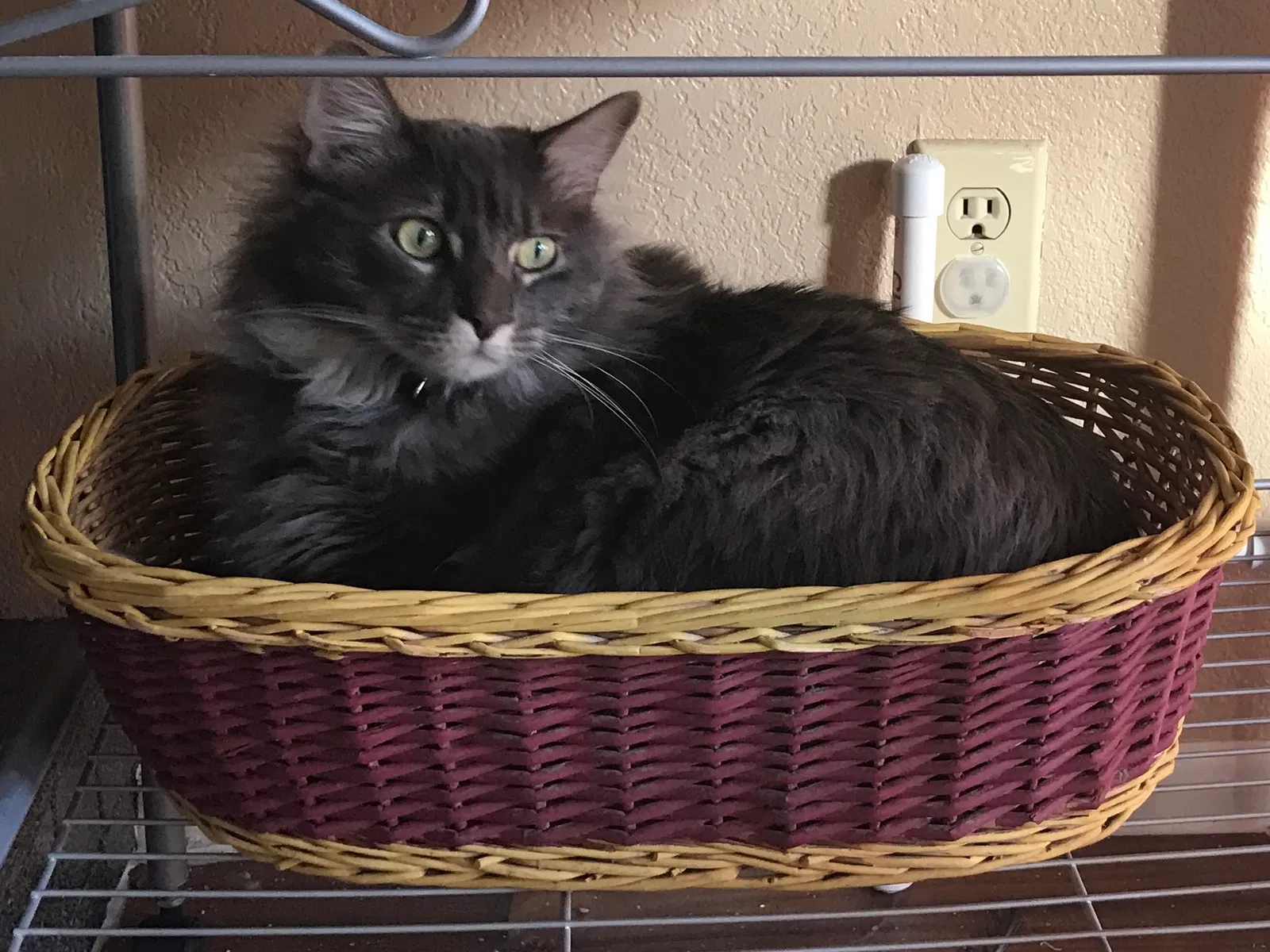 Lost cat in Tucson, AZ, 85712