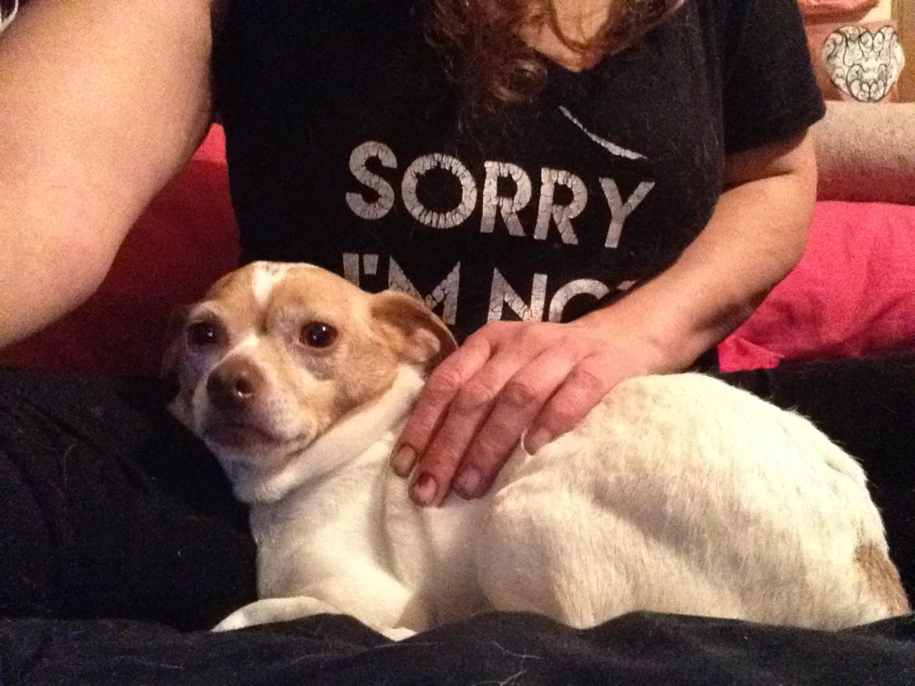 Lost dog in Sacramento, CA, 95815