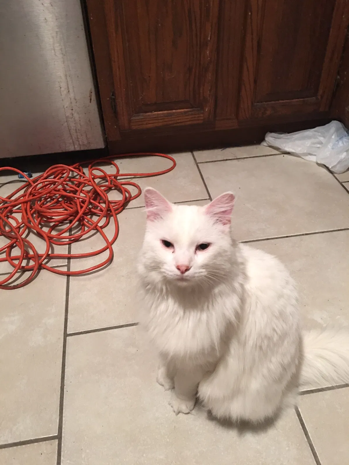 Lost cat in Cape Fair, MO, 65624