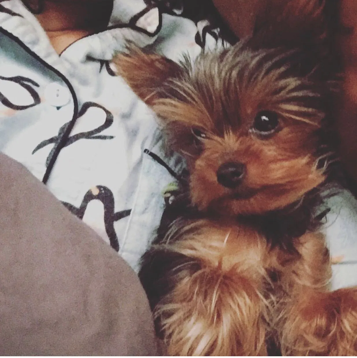Lost dog in Pico Rivera, CA, 90660