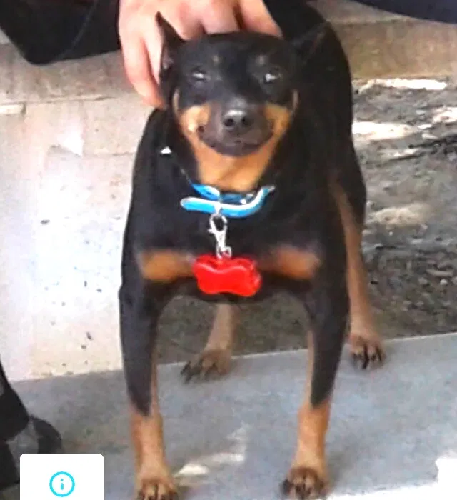 Lost dog in San Bernardino, CA, 92411