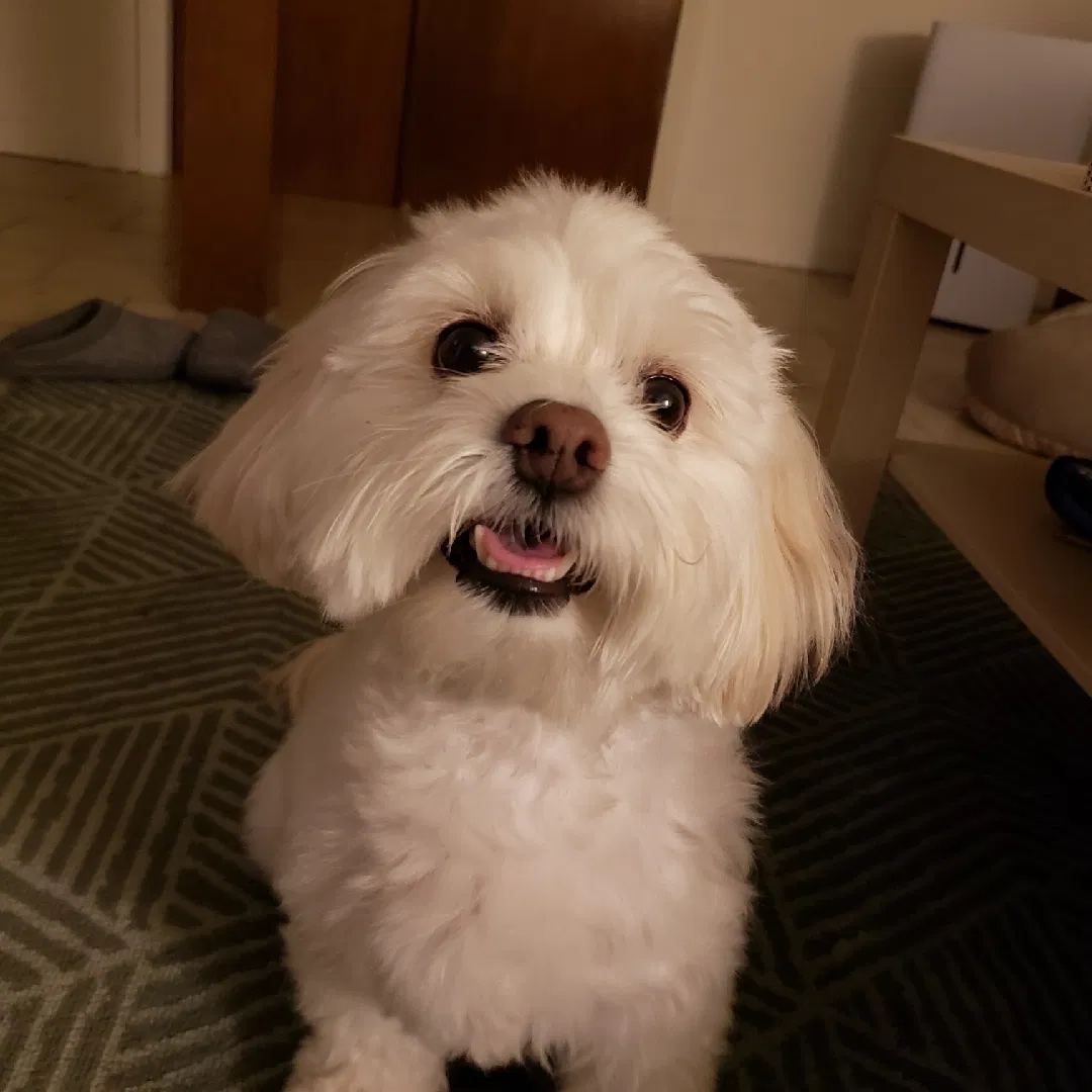 Lost dog in Poughkeepsie, NY, 12603