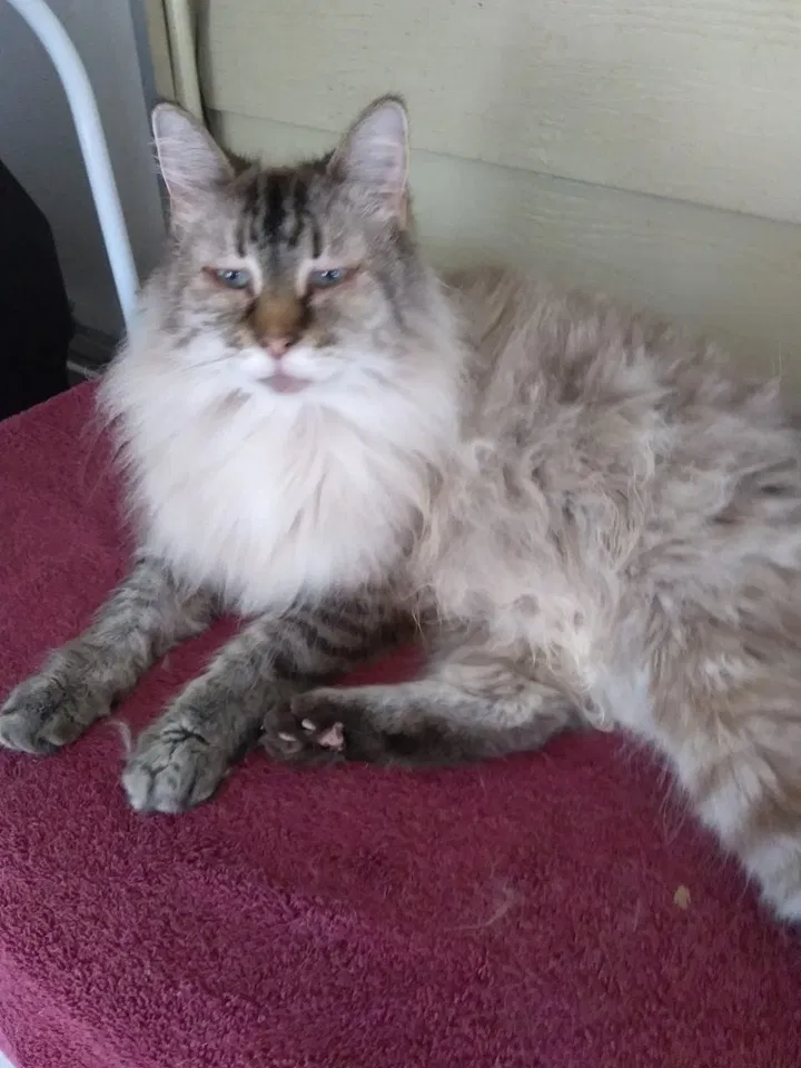 Lost cat in Spring Hill, FL, 34606