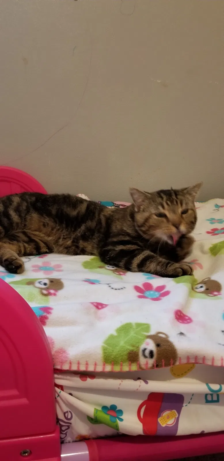 Lost cat in Kalamazoo, MI, 49008