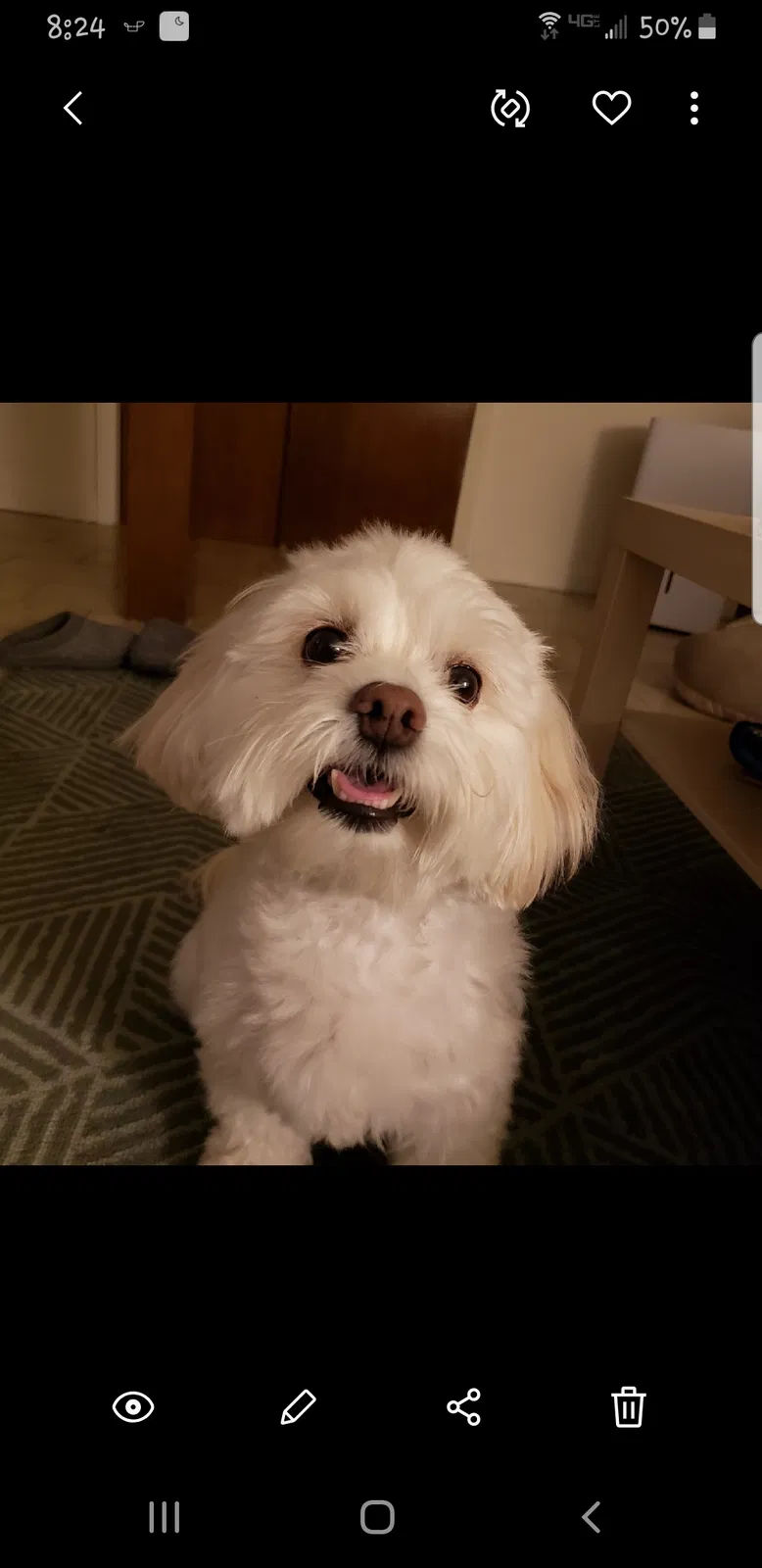 Found dog in Poughkeepsie, NY, 12603