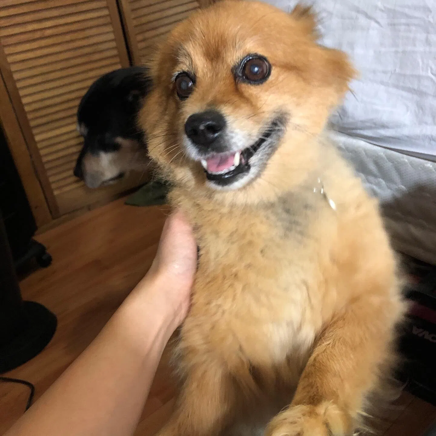 Lost dog in Paterson, NJ, 7503