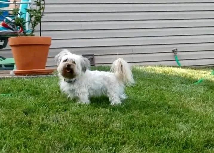 Lost dog in Harrisburg, PA, 17103