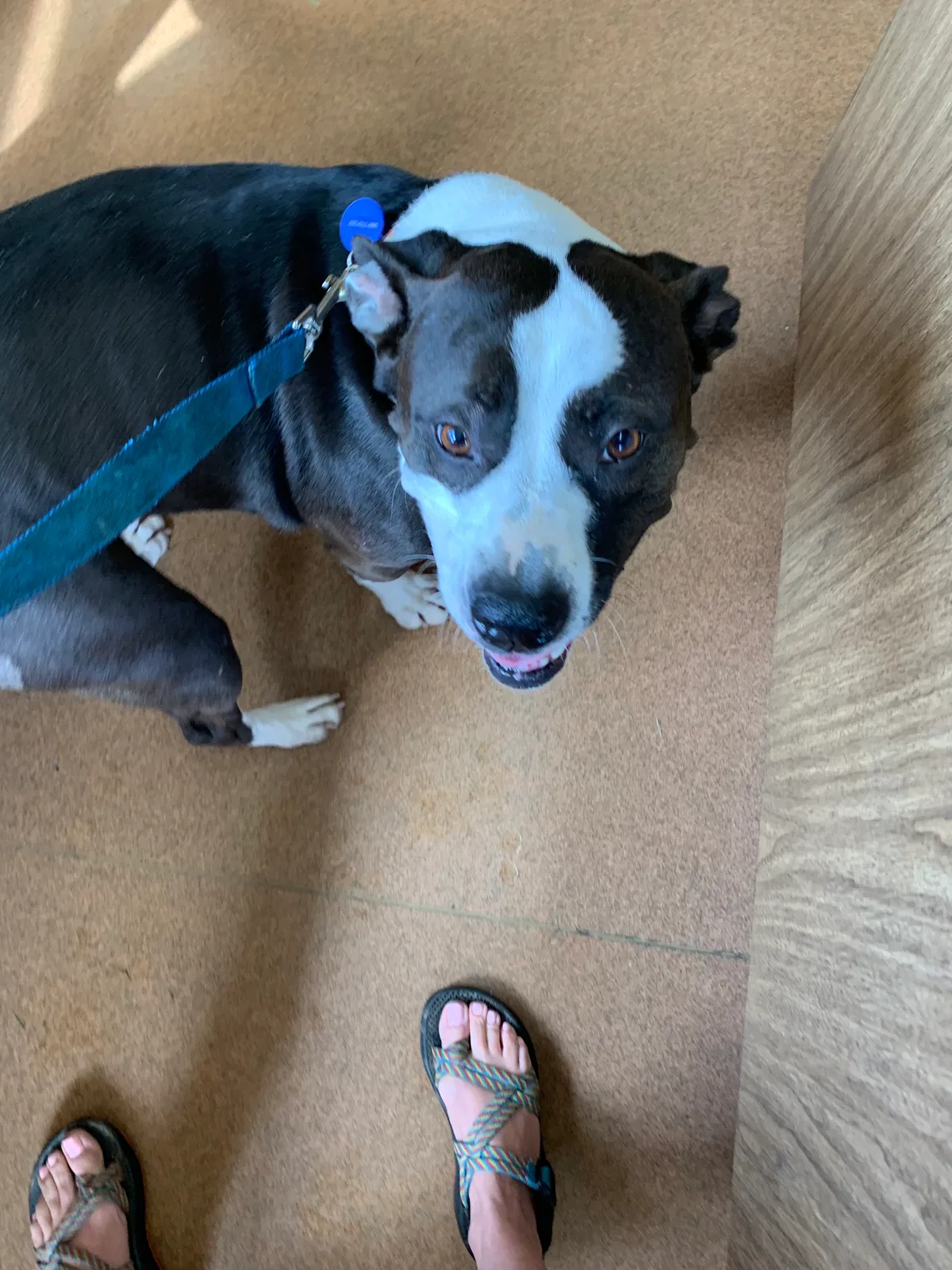 Lost dog in Bristol, VA, 24202