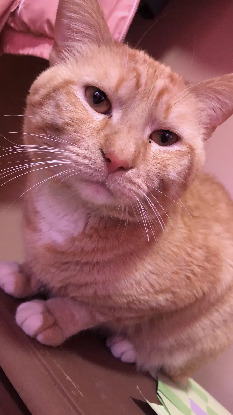 Missing Cat