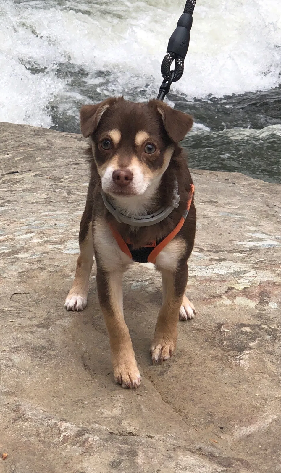 Lost dog in Harrison City, PA, 15636