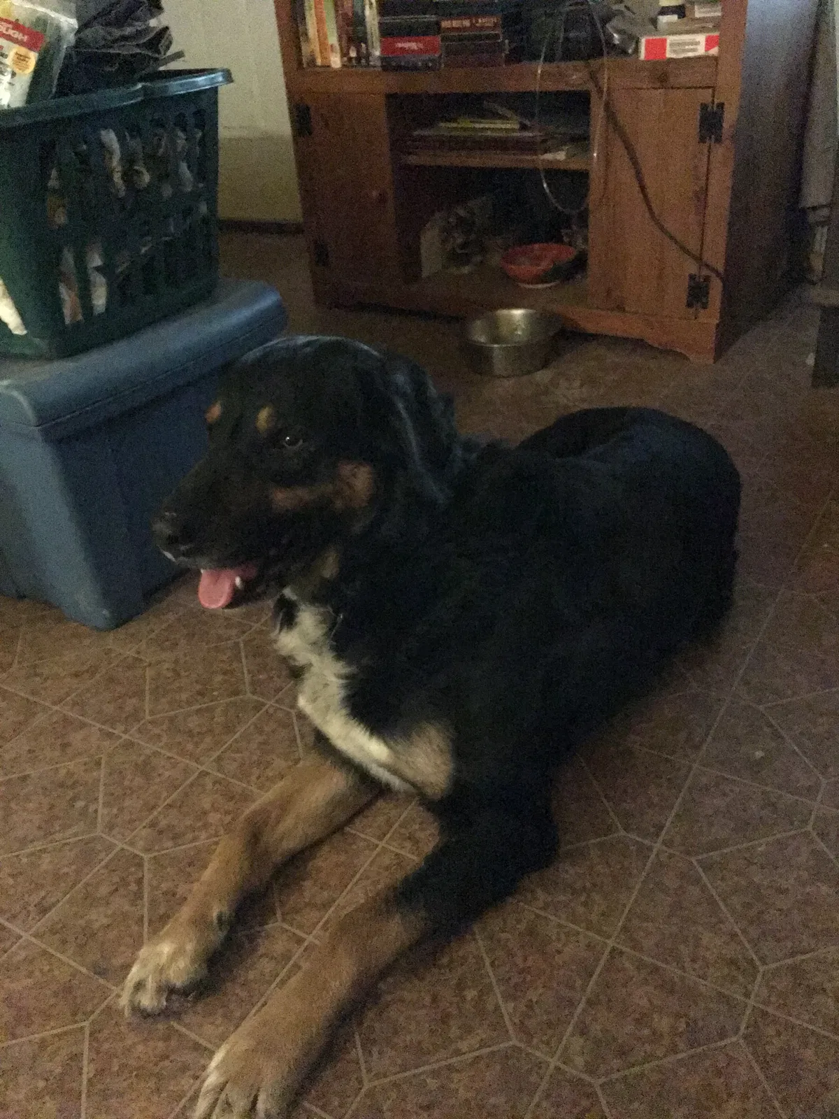 Lost dog in Bristol, VA, 24202