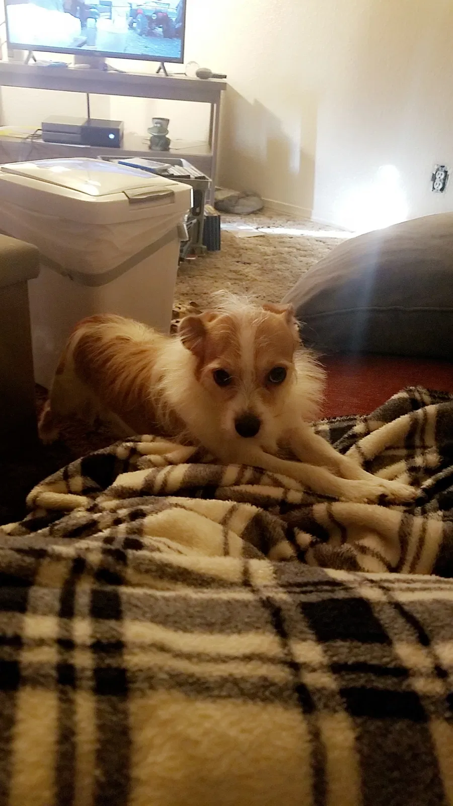 Lost dog in Tulsa, OK, 74116