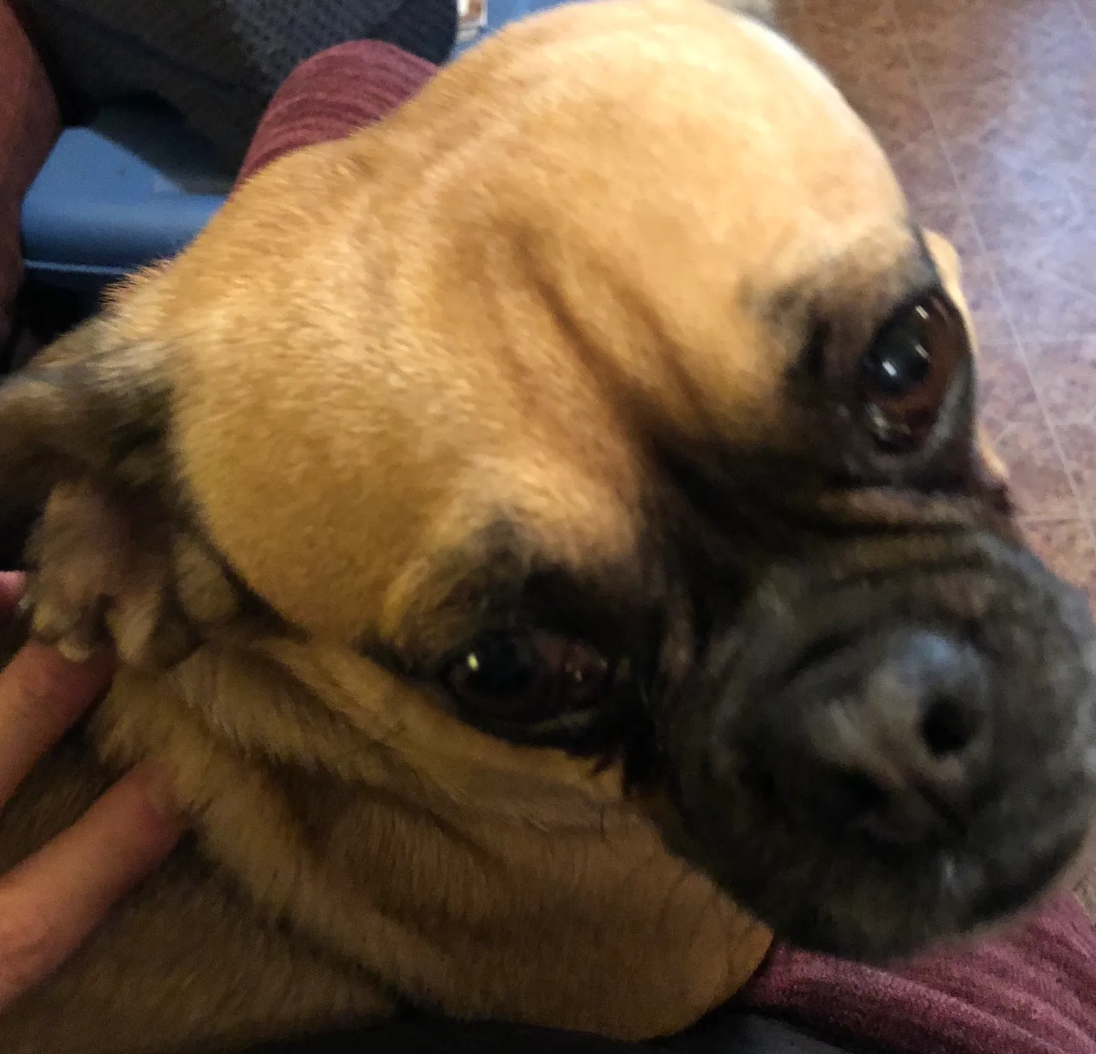 Lost dog in Bristol, VA, 24202