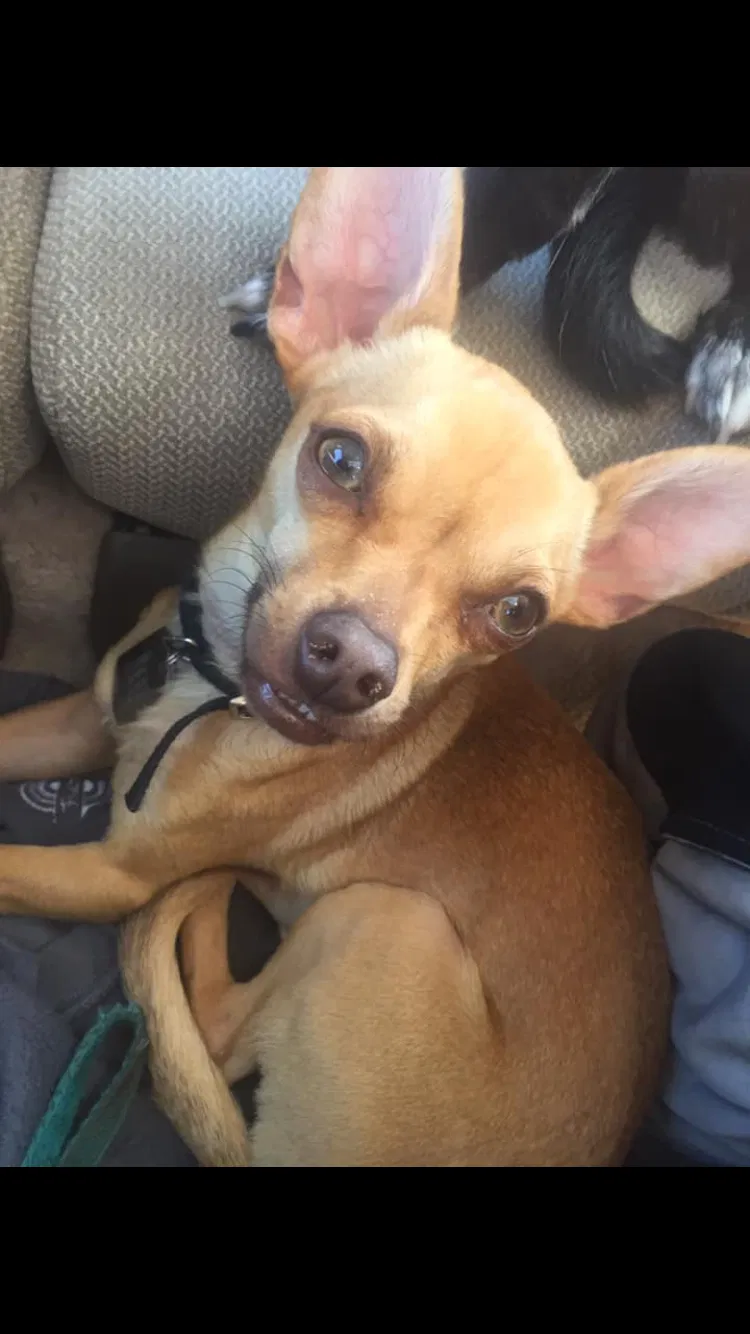 Lost dog in San Lorenzo, CA, 94580