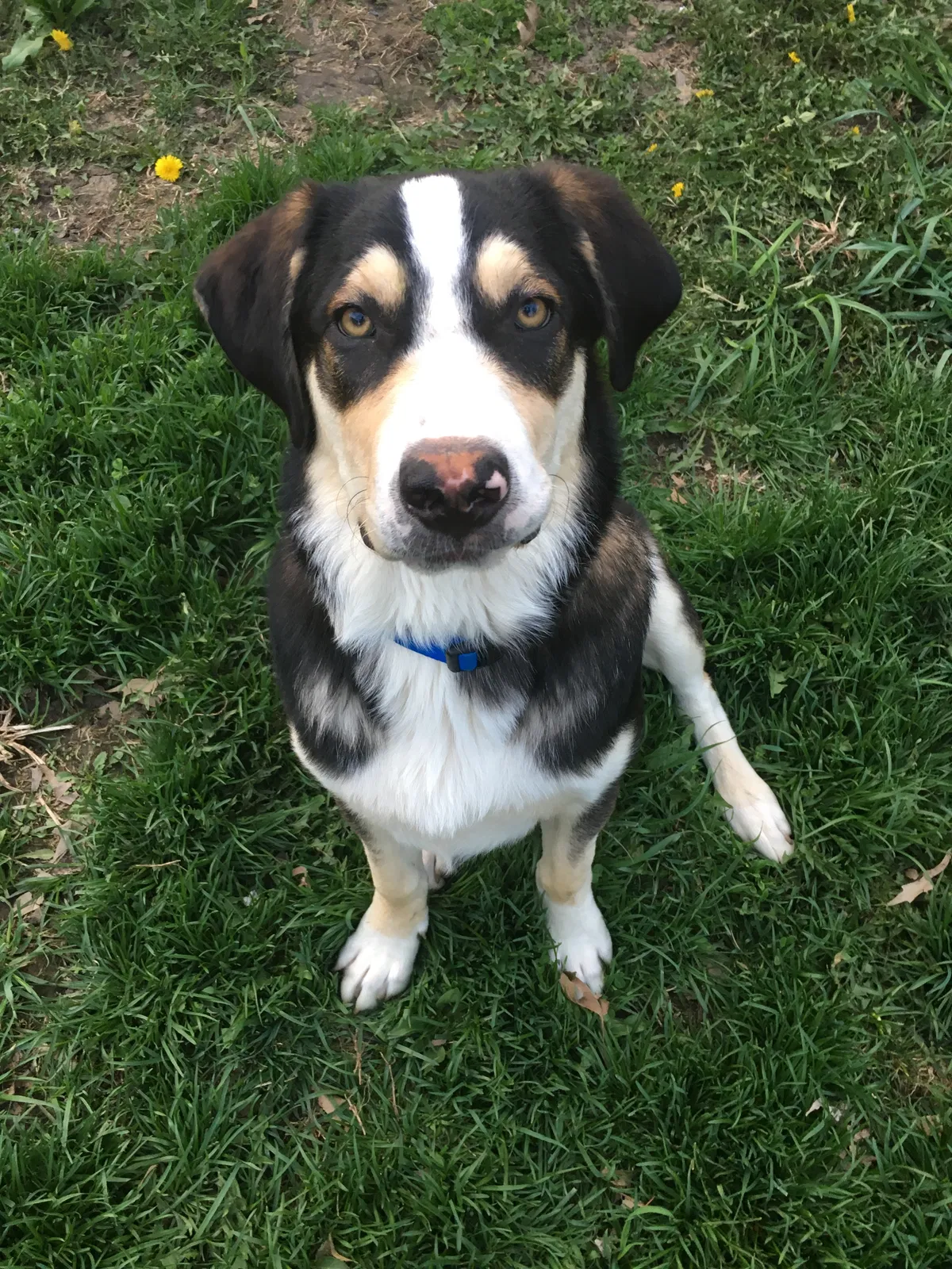 Lost dog in Grandview, MO, 64030