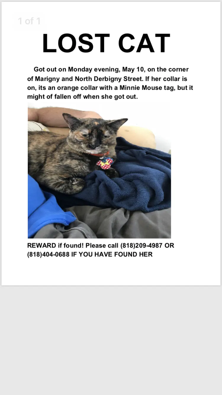 Lost cat in New Orleans, LA, 70117