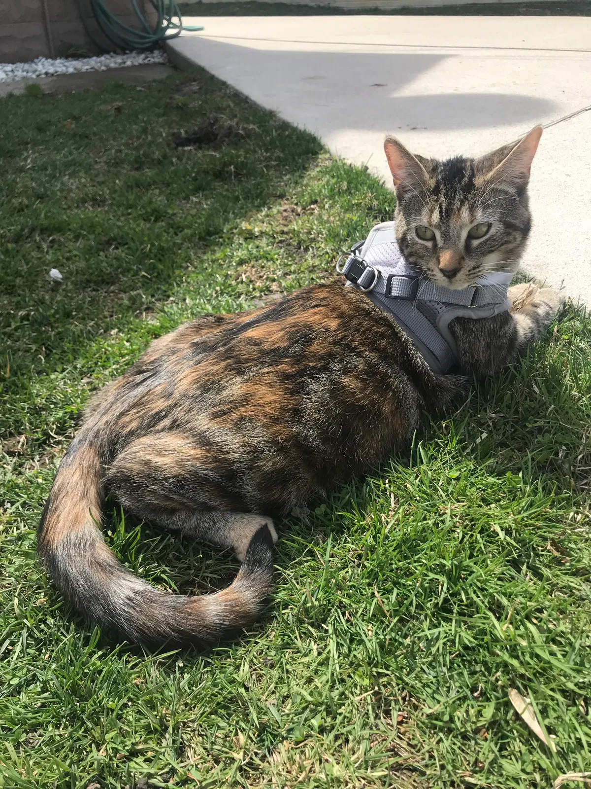 Lost cat in Charlotte, MI, 48813