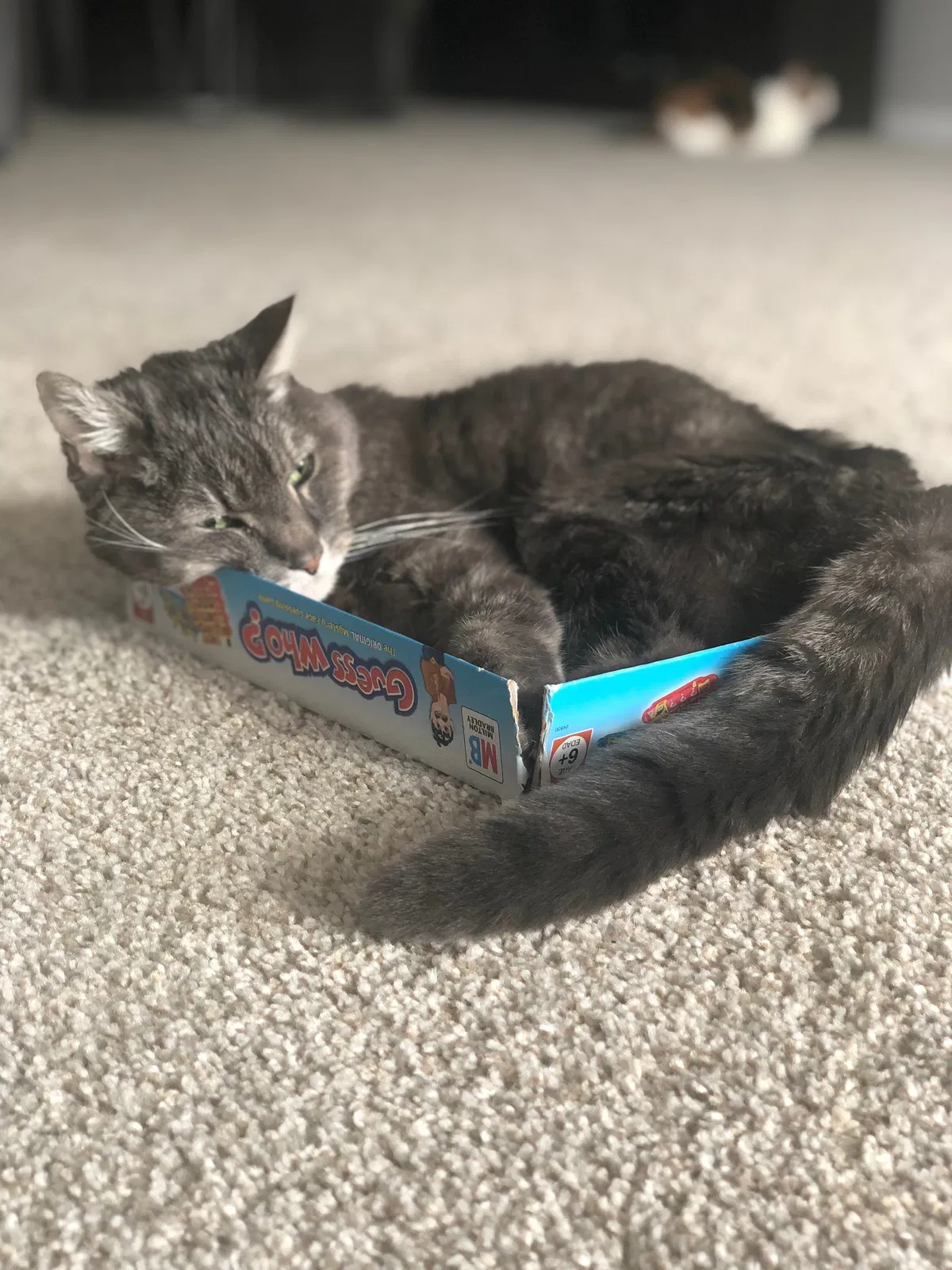 Lost cat in Saint Paul, MN, 55129