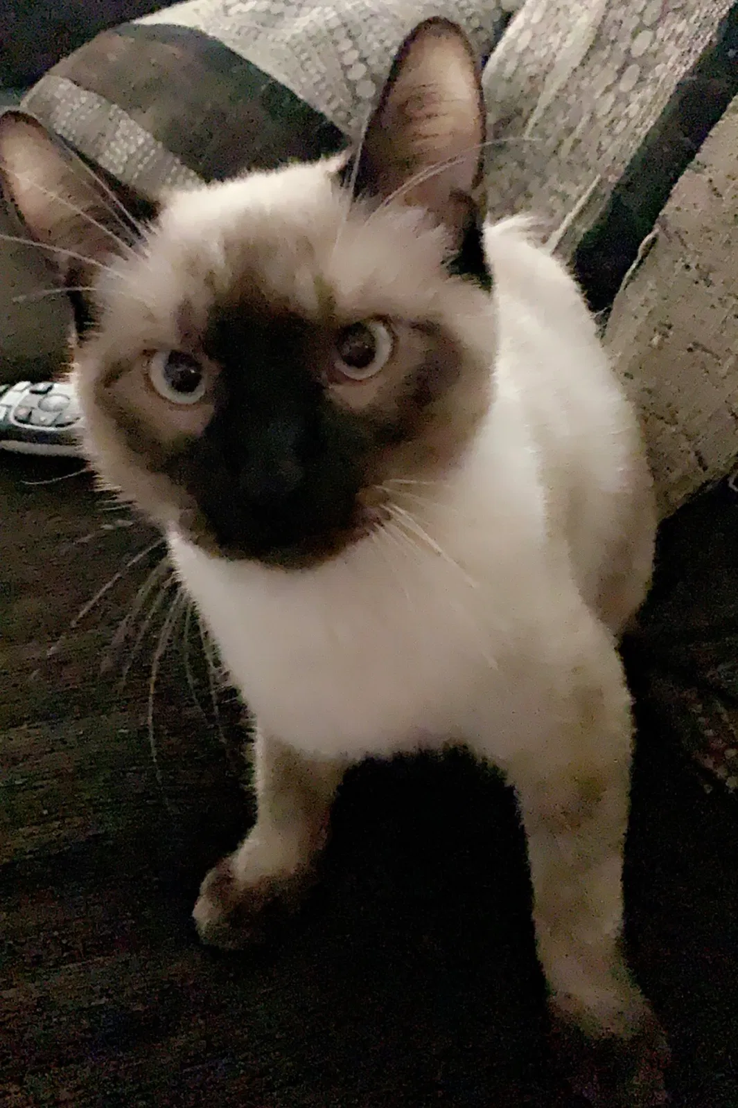 Lost cat in Lubbock, TX, 79413