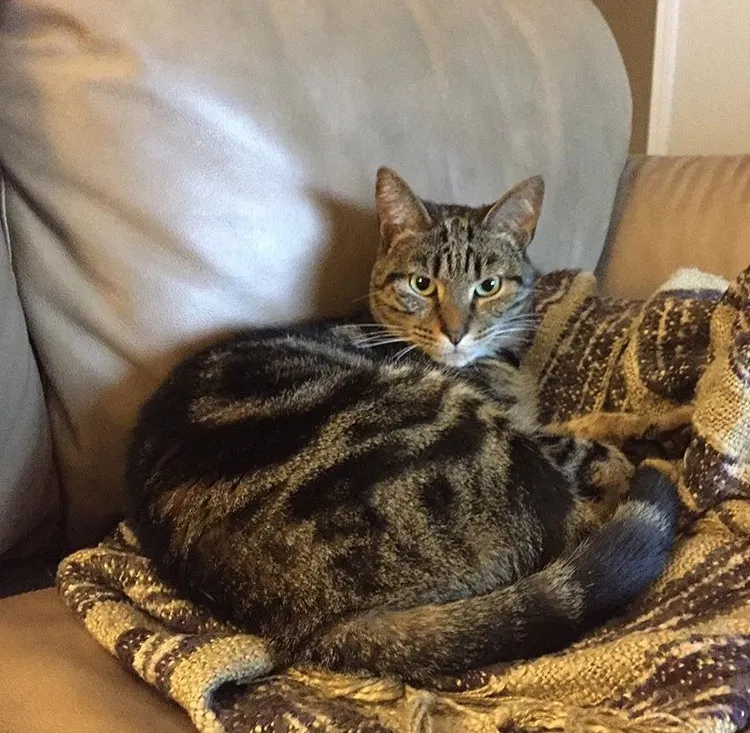 Lost cat in Walkertown, NC, 27051
