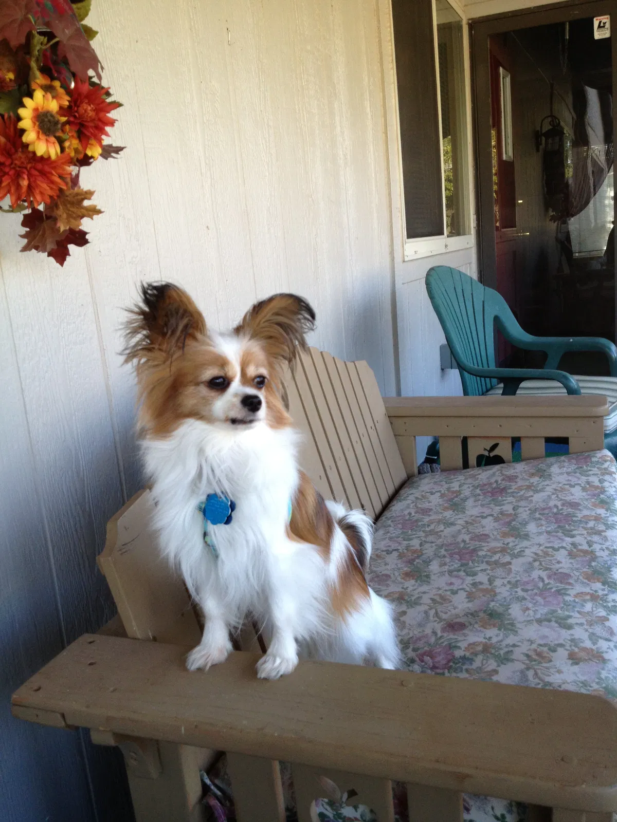Lost dog in Oklahoma City, OK, 73162