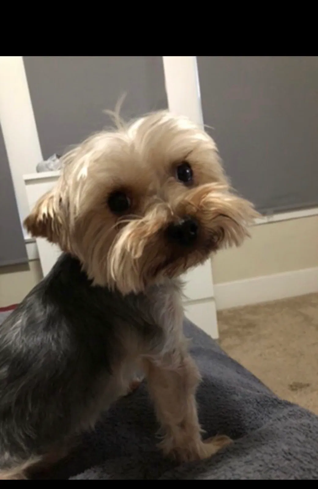 Lost dog in Fresno, CA, 93727