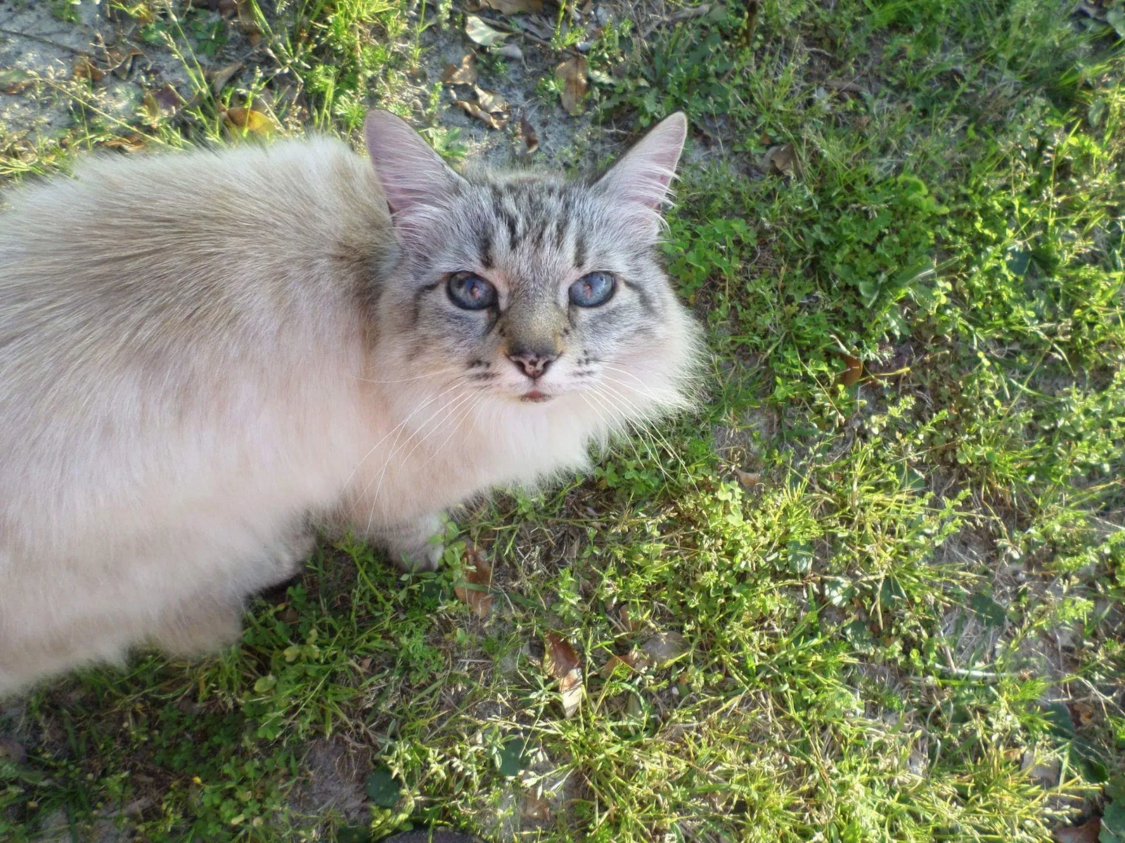 Lost cat in Navarre, FL, 32566