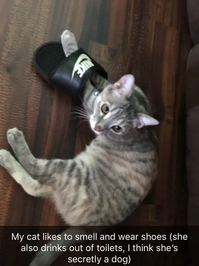 Lost cat in Lakeland, FL, 33803