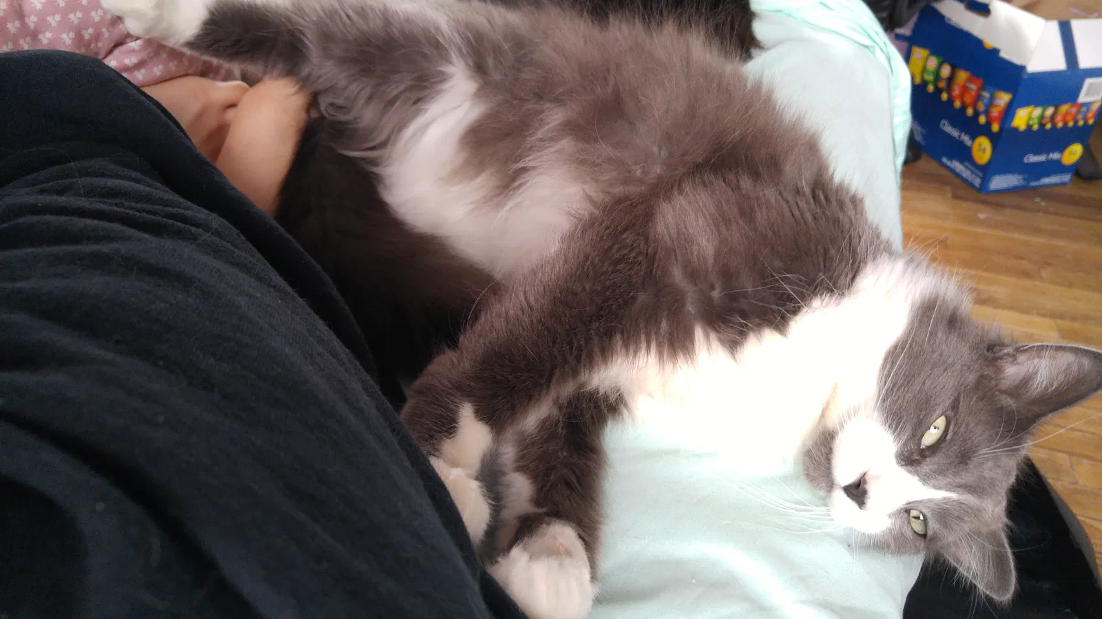Lost cat in Westland, MI, 48186