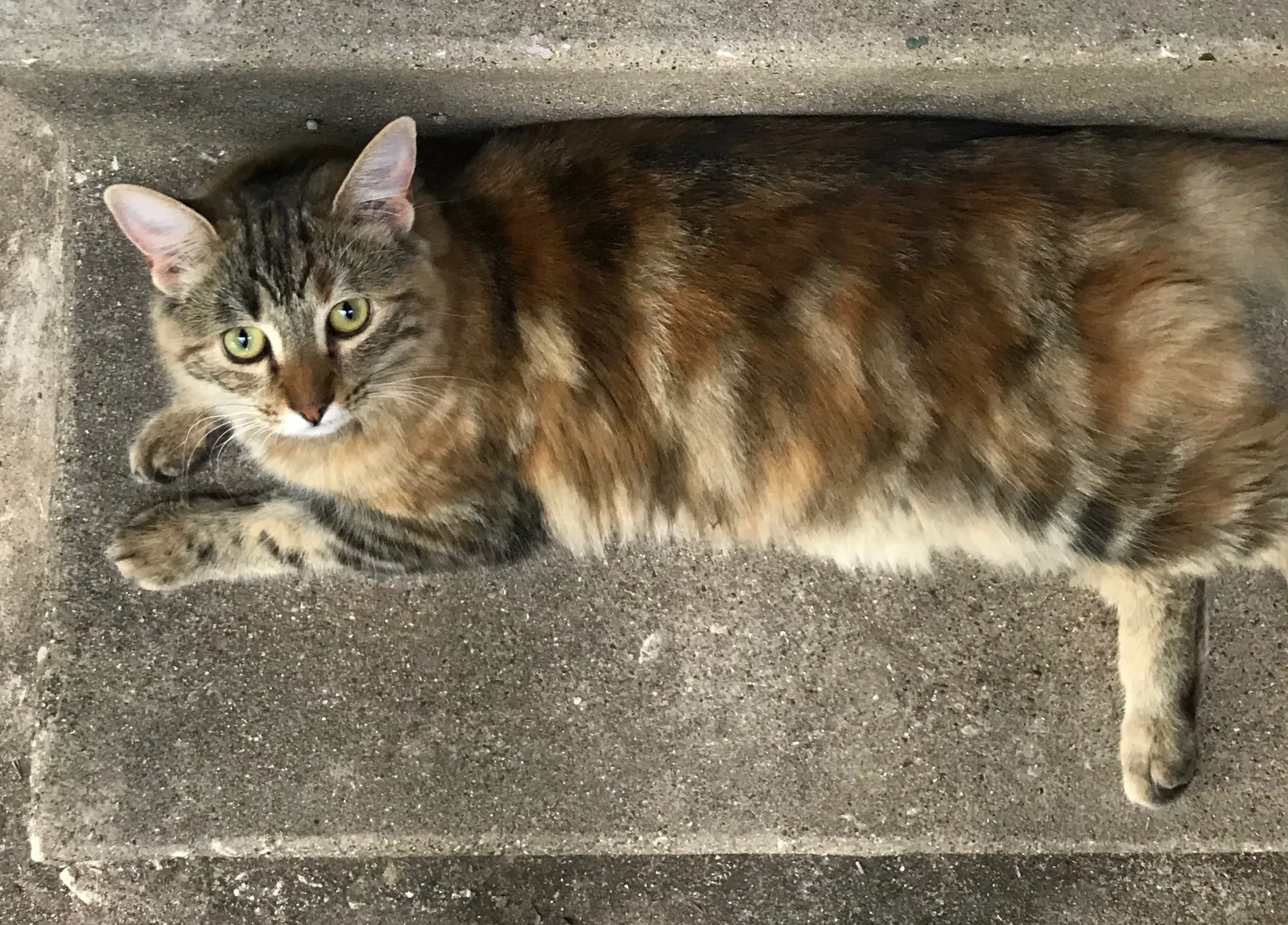 Lost cat in Dallas, TX, 75238