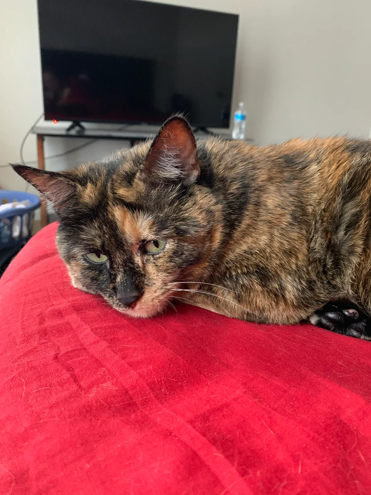 Lost cat in Rio Rancho, NM, 87124