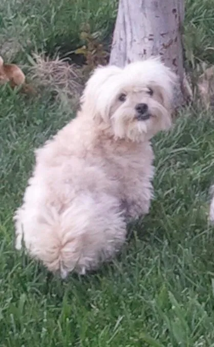 Lost dog in Visalia, CA, 93277