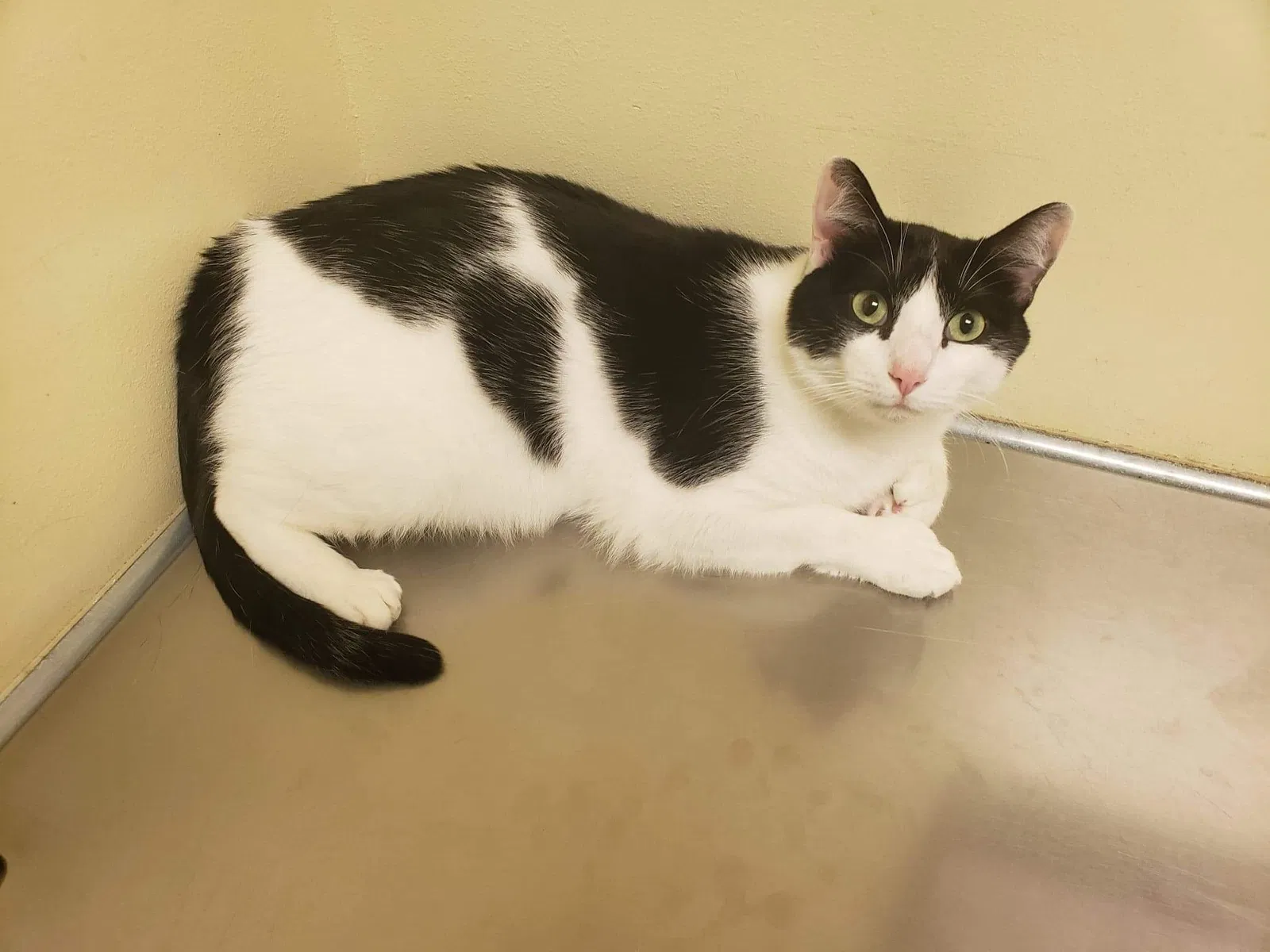 Lost cat in Coarsegold, CA, 93614