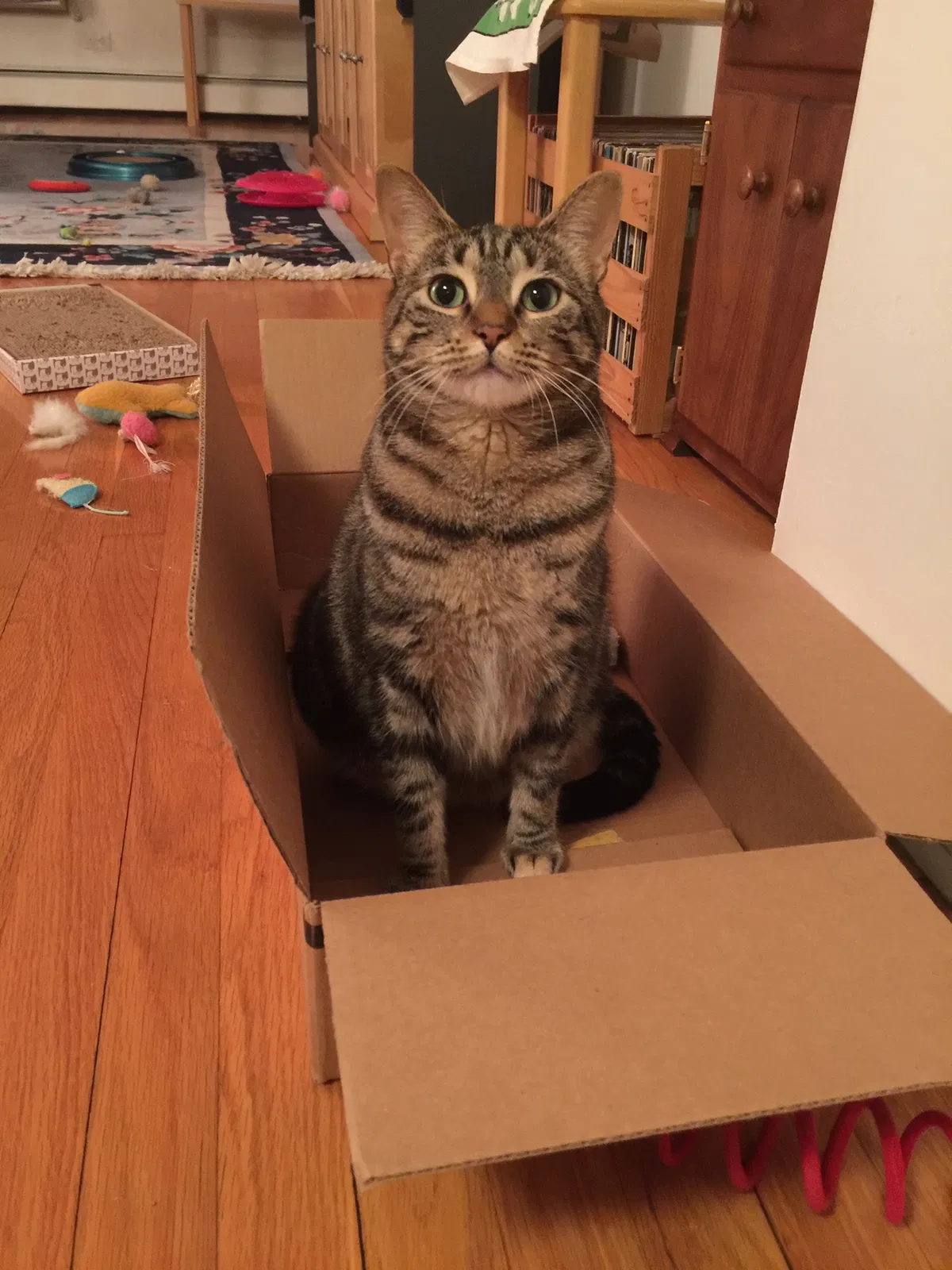 Lost cat in Evanston, IL, 60202