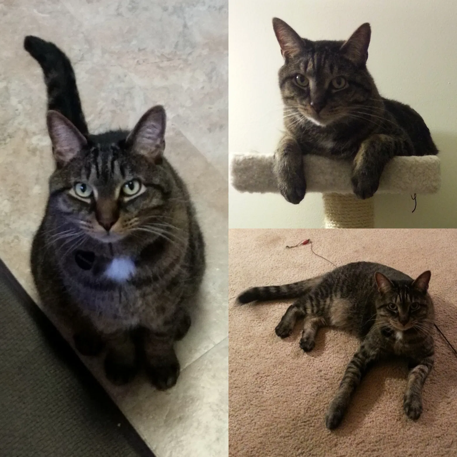 Lost cat in Glen Burnie, MD, 21060