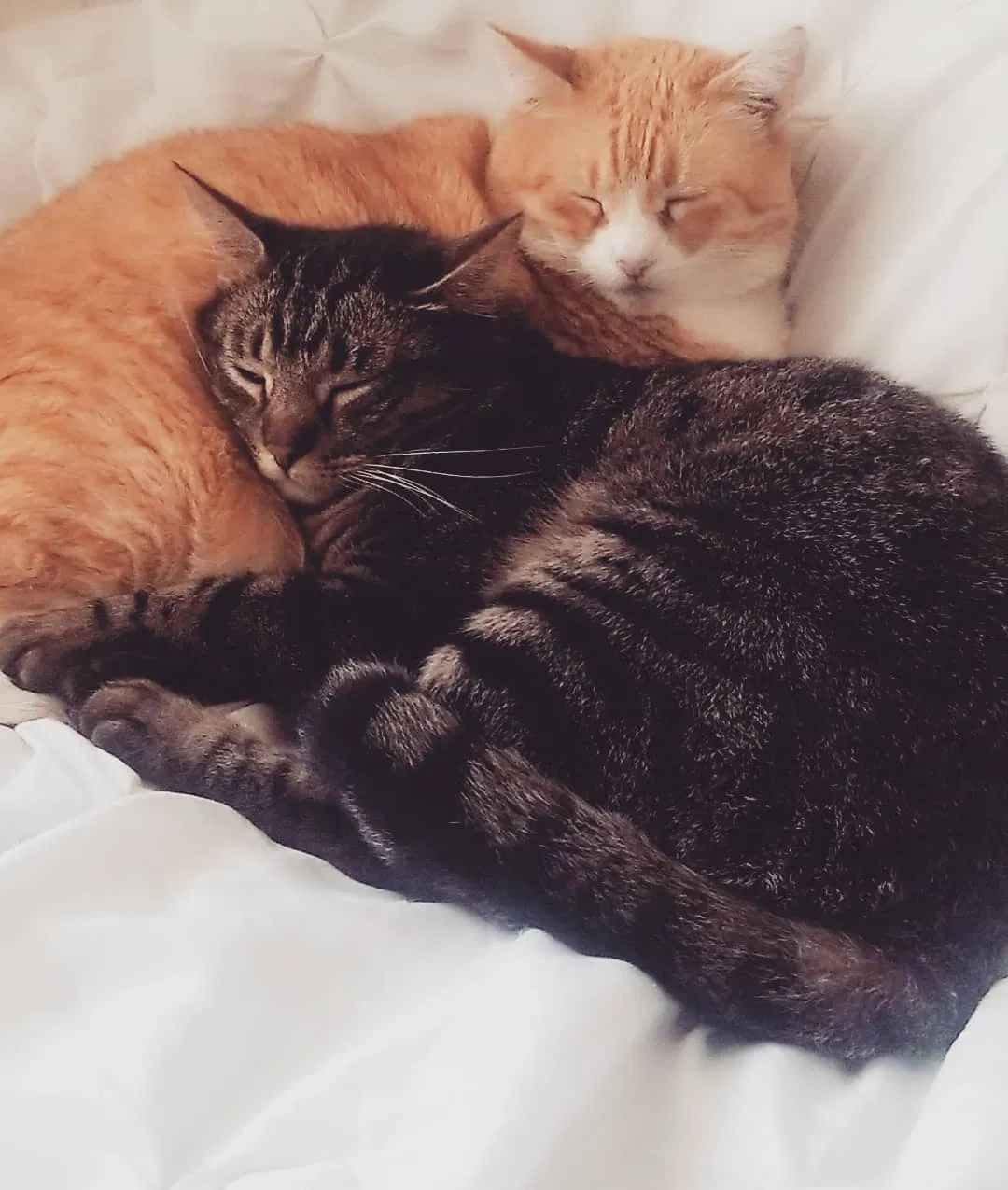 Lost cat in Sanger, CA, 93657