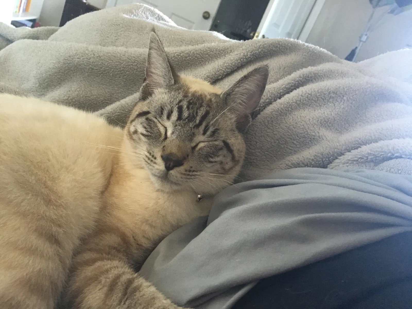 Lost cat in Hayward, CA, 94542