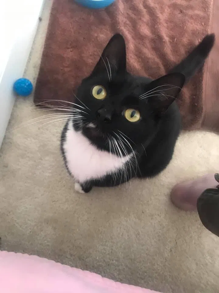 Lost cat in Charlotte, NC, 28202
